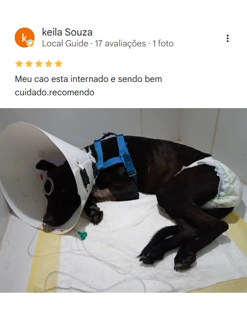 Avaliação real de tutor sobre a PetGold